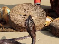 छत्तीसगढ़ के इस जिले की अनोखी परंपरा, वर-वधु को शादी में मिलते हैं 21 जहरीले सांप, जानें वजह