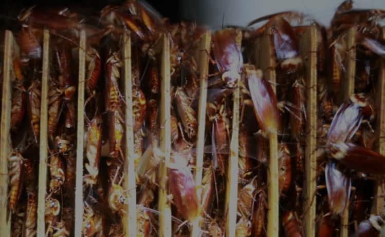 Cockroach Farming snakes and insects are cultivated in china and are easten as snacks Cockroach Farming: 'इथे' होते झुरळांची शेती! त्यांचं पुढे काय केलं जातं? वाचून व्हाल थक्क