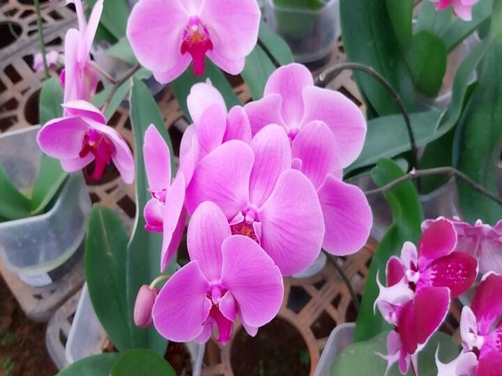 या नर्सरीत ते शंभर प्रकारच्या रोपांची लागवड करतात अन देशातील तब्बल तीनशे छोट्या-मोठया नर्सरी त्यांच्याकडून रोपं खरेदी करतात. यानिमित्ताने अनेकांना रोजगार ही उपलब्ध झालाय.