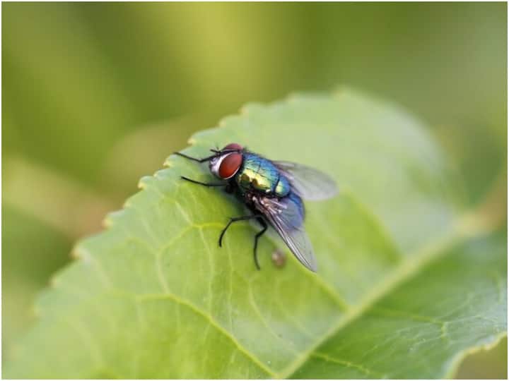 Fly Death Facts do you know a fly will be killed in front of fly check
