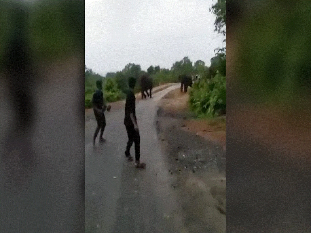 Video Of Men Teasing Herd Of Elephants Inside A Forest Goes Viral, Netizens Annoyed Video Of Men Teasing Herd Of Elephants Inside A Forest Goes Viral, Netizens Annoyed