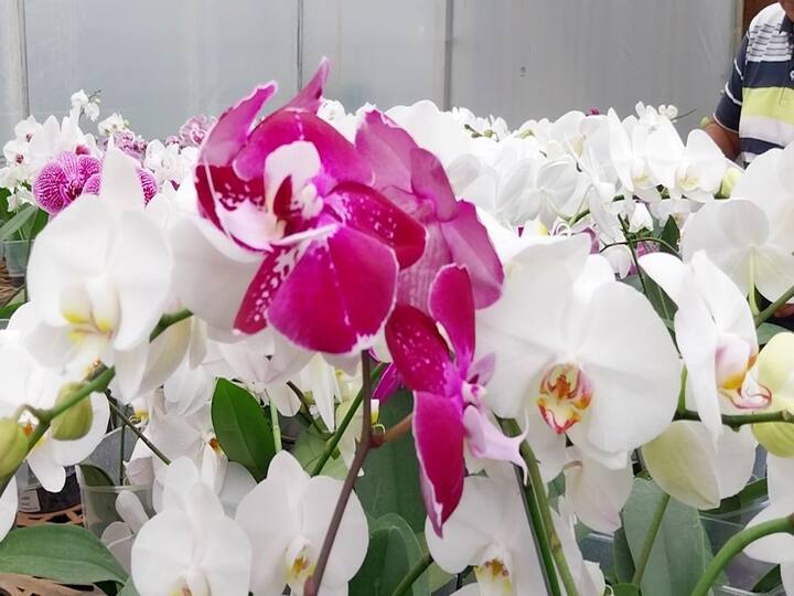 पण त्यांनी अशक्य ते शक्य करून दाखवलं आणि आता ते व्यवसायातून कोट्यवधींची उलाढाल करत आहेत.