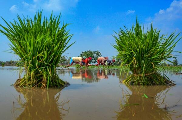 বাবার বংশের দিকের জাতিগত শংসাপত্র। উল্লেখ জাতি বা সম্প্রদায়ভুক্ত প্রমাণের অন্য কোনও শংসাপত্র বা পারিবারিক বিবরণ।