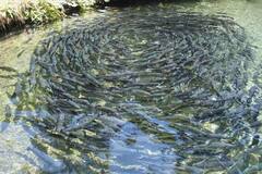 Government Scheme: मत्स्यशेतीसाठी सरकार देतेय मोठी मदत; 'या' योजनेंतर्गत मिळणार लाभ