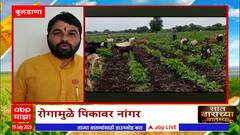 Buldhana Maharashtra Farmer : बुलढाण्यात कापूस पिकांवर लाल्यासदृश रोगाचा प्रादुर्भाव : ABP Majha