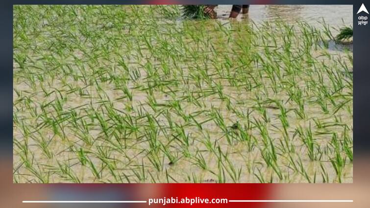 Farmers don't worry about paddy paneri, shiromani committee sowing paddy paneri in 53 villages ਕਿਸਾਨਾਂ ਨੂੰ ਨਹੀਂ ਆਏਗੀ ਪਨੀਰੀ ਦੀ ਤੋਟ, ਸ਼੍ਰੋਮਣੀ ਕਮੇਟੀ ਨੇ 53 ਕਿੱਲਿਆਂ 'ਚ ਬੀਜੀ ਝੋਨੇ ਦੀ ਪਨੀਰੀ