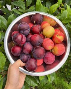 सेब जैसा दिखने वाला ये फल हार्ट हेल्थ से लेकर इम्यूनिटी बूस्ट करने में है मददगार