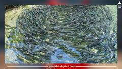 ਮੱਛੀ ਪਾਲਣ 'ਤੇ ਸਰਕਾਰ ਦੇ ਰਹੀ ਹੈ ਵੱਡੀ ਮਦਦ, ਇਸ ਸਕੀਮ ਤਹਿਤ ਮਿਲੇਗਾ ਲਾਭ