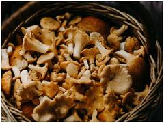 Mushrooms: వానాకాలంలో పుట్టగొడుగులు తింటే ఈ సమస్యలు వచ్చే అవకాశం