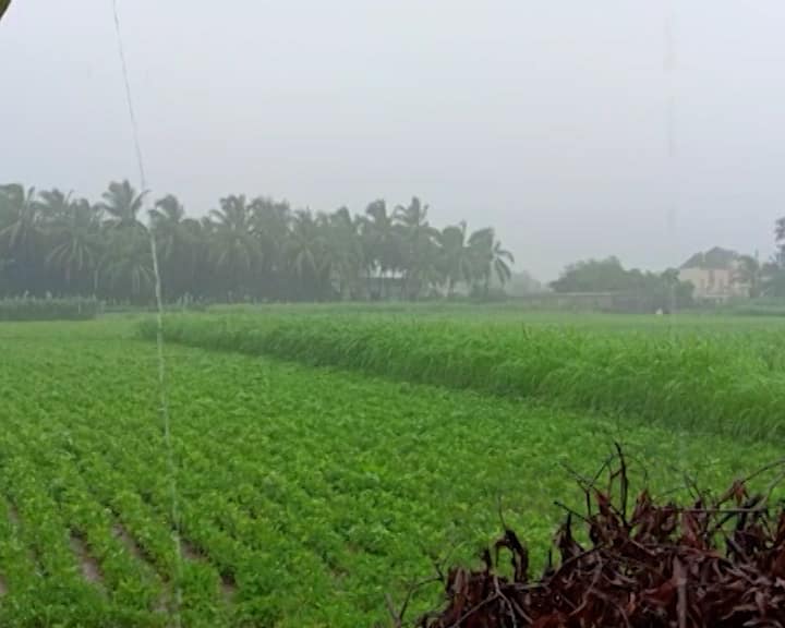 Rain fell in Sabarkantha district, farmers are happy when it rains at the time of irrigation સાબરકાંઠામાં સાર્વત્રિક મેઘમહેર, પિયત સમયે વરસાદ પડતા ખેડૂતો ખુશખુશાલ