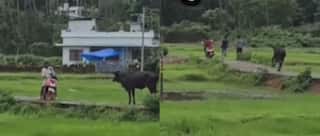 Viral Video: ਲਾਲ ਸਕੂਟੀ ਦੇਖ ਕੇ ਗਾਂ ਨੂੰ ਆਇਆ ਗੁੱਸਾ, ਲੜਕਿਆਂ ਦੇ ਟੋਲੇ 'ਤੇ ਕੀਤਾ ਹਮਲਾ