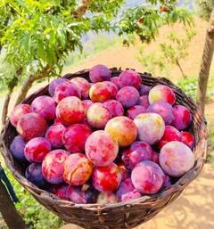 ਸੇਬ ਵਰਗਾ ਇਹ ਫਲ ਹਾਰਟ ਹੈਲਥ ਤੋਂ ਲੈ ਕੇ ਇਮਿਊਨਿਟੀ ਬੂਸਟ ਕਰਨ 'ਚ ਹੈ ਮਦਦਗਾਰ