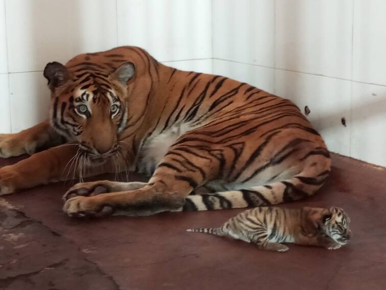 Aurangabad News Samridha tigress from Siddharth Zoo gave birth to one cubs पाळणा हलला! संभाजीनगरमधील सिद्धार्थ प्राणिसंग्रहालयातील ‘समृद्धी’ने दिला बछड्यास जन्म