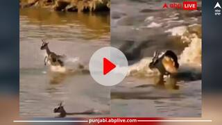 Viral Video: ਆਪਣੇ ਬੱਚੇ ਨੂੰ ਬਚਾਉਣ ਲਈ ਮਾਂ ਹਿਰਨੀ ਖੁਦ ਬਣੀ ਮਗਰਮੱਛ ਦਾ ਸ਼ਿਕਾਰ, ਵੀਡੀਓ ਦੇਖ ਭਾਵੁਕ ਹੋ ਜਾਵੋਗੇ