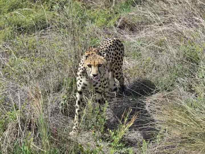 Madhya Pradesh Kuno National Park cheetah Death total 8 cheetahs have died ann Cheetah Death: कूनो नेशनल पार्क में 4 महीने में 8 चीतों की मौत की वजह क्या रेडियो कॉलर है? जानें एक्सपर्ट्स की राय