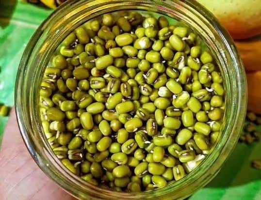 Green Moong Benefits: ਹਰੀ ਮੂੰਗੀ, ਜਿਸ ਨੂੰ ਮੂੰਗ ਬੀਨਸ ਵੀ ਕਿਹਾ ਜਾਂਦਾ ਹੈ। ਇਹ ਪੌਸ਼ਟਿਕ ਫਲ਼ੀਆਂ ਹਨ ਜਿਸ ਨਾਲ ਸਿਹਤ ਨੂੰ ਬਹੁਤ ਸਾਰੇ ਫਾਇਦੇ ਹੁੰਦੇ ਹਨ ਆਓ ਜਾਣਦੇ ਹਾਂ ਇਸ ਦੇ ਫਾਇਦਿਆਂ ਬਾਰੇ।