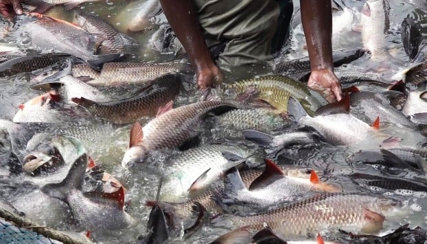 सरकारच्या या योजनेंतर्गत मत्स्यबीजापासून तलाव खोदाईपर्यंतच्या प्रकल्पासाठी शेतकरी व मत्स्यपालकांना आर्थिक अनुदान देण्याची तरतूद करण्यात आली आहे.