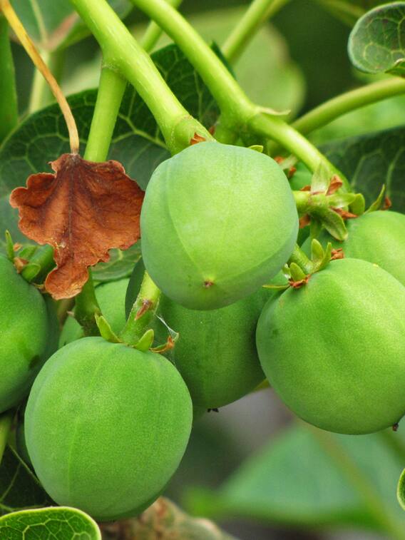 डीजल का पौधा लगाएं, जमकर कमाएं