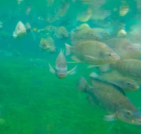 ਭਾਰਤ ਸਰਕਾਰ ਨੇ ਦੇਸ਼ ਦੇ ਕਿਸਾਨਾਂ ਅਤੇ ਮਛੇਰਿਆਂ ਦੇ ਹਿੱਤਾਂ ਦੀ ਰਾਖੀ ਲਈ ਇਹ ਯੋਜਨਾ ਸ਼ੁਰੂ ਕੀਤੀ ਹੈ। ਇਸ ਸਕੀਮ ਤਹਿਤ ਮੱਛੀ ਬੀਜ ਤੋਂ ਲੈ ਕੇ ਛੱਪੜ ਦੀ ਖੁਦਾਈ ਤੱਕ ਦੇ ਪ੍ਰੋਜੈਕਟ ਲਈ ਕਿਸਾਨਾਂ ਅਤੇ ਮੱਛੀ ਪਾਲਕਾਂ ਨੂੰ ਵਿੱਤੀ ਗ੍ਰਾਂਟ ਦੇਣ ਦਾ ਉਪਬੰਧ ਕੀਤਾ ਗਿਆ ਹੈ।