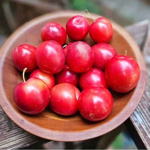 ਜੇ ਤੁਸੀਂ ਬਿਹਤਰ ਪਾਚਨ ਚਾਹੁੰਦੇ ਹੋ, ਤਾਂ ਪ੍ਰੂਨ ਤੁਹਾਡੀ ਮਦਦ ਕਰ ਸਕਦੇ ਹਨ। ਪਰੂਨ ਘੁਲਣਸ਼ੀਲ ਤੇ ਅਘੁਲਣਸ਼ੀਲ ਖੁਰਾਕ ਫਾਈਬਰ ਦਾ ਇੱਕ ਭਰਪੂਰ ਸਰੋਤ ਹਨ, ਜੋ ਅੰਤੜੀਆਂ ਦੀ ਗਤੀ ਨੂੰ ਸੌਖਾ ਬਣਾਉਂਦਾ ਹੈ ਅਤੇ ਕਬਜ਼ ਨੂੰ ਰੋਕਣ ਵਿੱਚ ਮਦਦ ਕਰਦਾ ਹੈ।