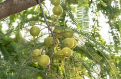 Amla: ওজন কমায়, দূর করে পেটের যাবতীয় সমস্যা, আমলকিতেই লুকিয়ে যাবতীয় সমস্যার সমাধান