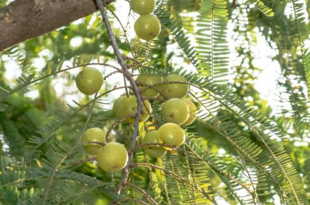 আধা চূর্ণ শুষ্ক ফল এক গ্লাস জলে ভিজিয়ে খেলে হজম সমস্যা মিটে যাবে।
