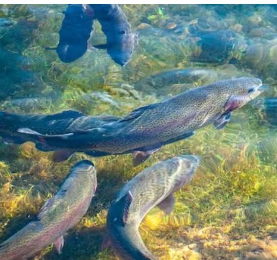 ਮੱਛੀ ਪਾਲਣ 'ਤੇ ਸਰਕਾਰ ਦੇ ਰਹੀ ਹੈ ਵੱਡੀ ਮਦਦ, ਇਸ ਸਕੀਮ ਤਹਿਤ ਮਿਲੇਗਾ ਲਾਭ