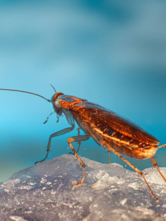 आखिर कहां होती है कॉकरोच की खेती?