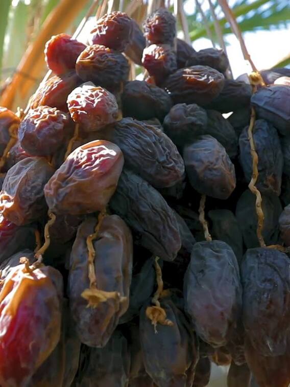 क्या भारत में उगाया जा सकता है खजूर?