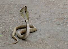 हल्द्वानी में प्यार का खौफनाक अंत, प्रेमी को कमरे पर बुलाकर कोबरा से डसवाया, निशान से हुआ साजिश का खुलासा