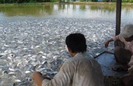 ज्या अर्जदारांचे तलाव खोदून झाले आहेत ते देखील या पोर्टलवर अर्ज करू शकतात.