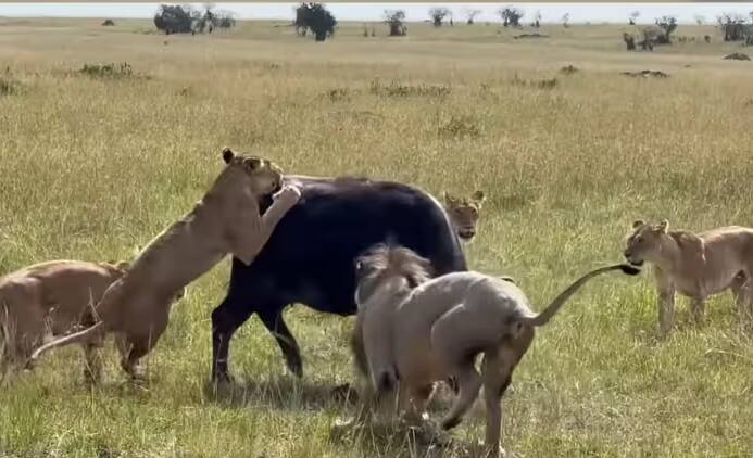 Buffalo fight with 7 lions to save  her child watch viral video Viral : બચ્ચાને બચાવવા માટે એક નહિ 7 સિંહ સાથે બાખડી પડી આ મા, જુઓ દિલધડક ધટનાનો  વીડિયો