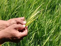 மயிலாடுதுறையில் 96 ஆயிரம் ஏக்கரில் குறுவை சாகுபடி - மஞ்சள் நோய் தாக்குதலால் விவசாயிகள் அதிர்ச்சி