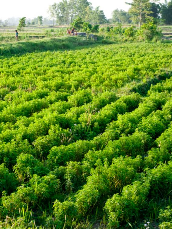 हरे सोने की खेती कर किसान कमा सकते हैं लाखों