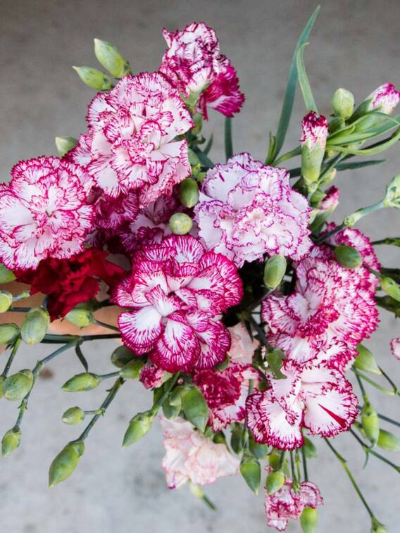 इस फूल की खेती बना देगी मालदार