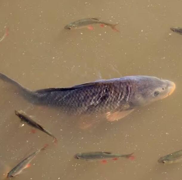 ਭਾਰਤ ਸਰਕਾਰ ਨੇ ਦੇਸ਼ ਵਿੱਚ ਖੇਤੀ ਦੇ ਨਾਲ-ਨਾਲ ਮੱਛੀ ਪਾਲਣ ਨੂੰ ਉਤਸ਼ਾਹਿਤ ਕਰਨ ਲਈ ਪ੍ਰਧਾਨ ਮੰਤਰੀ Matsya Sampada Yojana ਸ਼ੁਰੂ ਕੀਤੀ ਹੈ। ਜਿਸ ਤਹਿਤ ਸਰਕਾਰ ਕਿਸਾਨਾਂ/ਮੱਛੀ ਪਾਲਕਾਂ ਨੂੰ ਛੱਪੜ ਦੀ ਖੁਦਾਈ ਲਈ 60 ਫੀਸਦੀ ਤੱਕ ਸਬਸਿਡੀ ਦੇ ਰਹੀ ਹੈ।