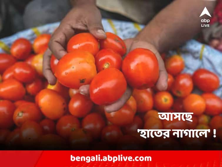 Tomato Prices Update : Centre further slashes retail tomato prices; to be sold at Rs 70 per kg Tomato Prices Reduced : আরও খানিকটা কমছে টোম্যাটোর দাম