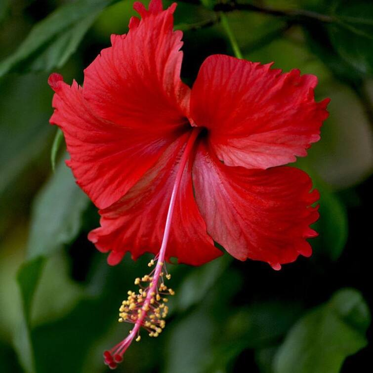 vastu tips for money  plant hibiscus flower for luck and money Vastu Tips For Money: કિસ્મત બદલી દેશે આ એક ફુલ, શુક્રવારે કરો આ પ્રયોગ, આર્થિક સંકટ થશે દૂર