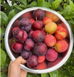 ਸੇਬ ਵਰਗਾ ਇਹ ਫਲ ਹਾਰਟ ਹੈਲਥ ਤੋਂ ਲੈ ਕੇ ਇਮਿਊਨਿਟੀ ਬੂਸਟ ਕਰਨ 'ਚ ਹੈ ਮਦਦਗਾਰ