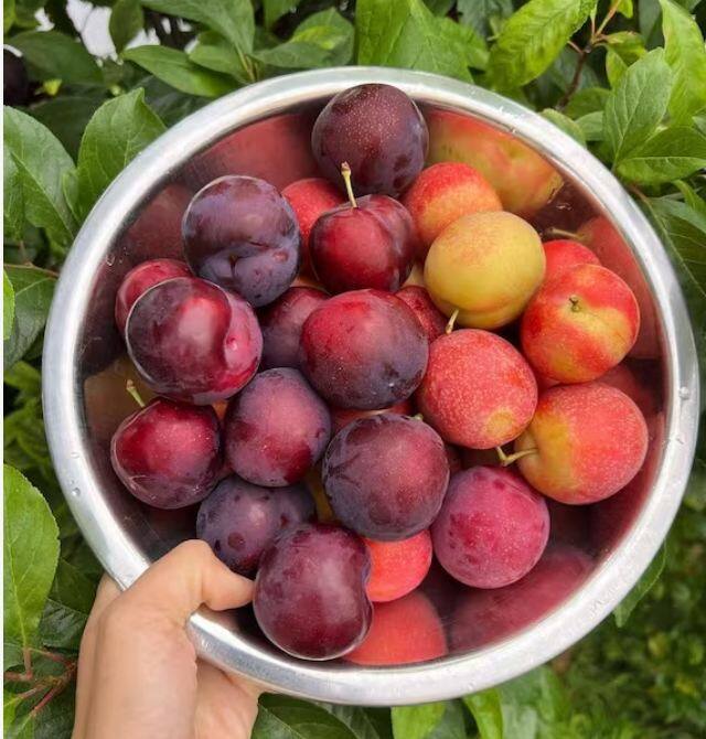 ਆਲੂਬੁਖਾਰਾ ਸਾਡੇ ਦਿਲ ਨੂੰ ਮਜ਼ਬੂਤ ਬਣਾਉਣ ਵਿੱਚ ਅਹਿਮ ਭੂਮਿਕਾ ਨਿਭਾ ਸਕਦਾ ਹੈ। ਇਹ ਸੁਆਦੀ ਫਲ ਐਂਟੀਆਕਸੀਡੈਂਟਸ ਨਾਲ ਭਰੇ ਹੋਏ ਹਨ ਜਿਵੇਂ ਕਿ ਫੀਨੋਲਿਕ ਮਿਸ਼ਰਣ ਅਤੇ ਵਿਟਾਮਿਨ ਸੀ, ਜੋ ਆਕਸੀਡੇਟਿਵ ਤਣਾਅ ਦਾ ਮੁਕਾਬਲਾ ਕਰਨ ਅਤੇ ਕਾਰਡੀਓਵੈਸਕੁਲਰ ਪ੍ਰਣਾਲੀ ਵਿੱਚ ਸੋਜਸ਼ ਨੂੰ ਘਟਾਉਣ ਵਿੱਚ ਮਦਦ ਕਰਦੇ ਹਨ।