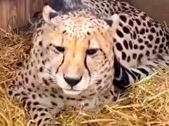 चीता प्रोजेक्ट में लापरवाही! जांच में सामने आई ये बड़ी सच्चाई, कॉलर आईडी कैसे बना 'मौत का फंदा'?