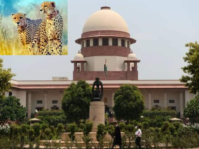 Supreme Court prestidge issue remark over Centre Cheetah deaths kuno national park చీతాలు చనిపోతున్నా ప్రెస్టేజ్‌కి పోతున్నారా? ప్రత్యామ్నాయం ఆలోచించండి - కేంద్రానికి సుప్రీంకోర్టు చురకలు