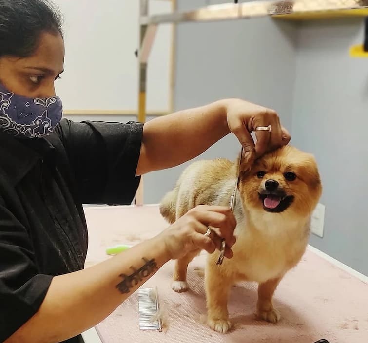 Career Options : How to Make Career in Pet Grooming Education Institutes Earning Career Options: જાનવરો સાથે છે પ્રેમ તો બનાવો આ ક્ષેત્રે કારકિર્દી