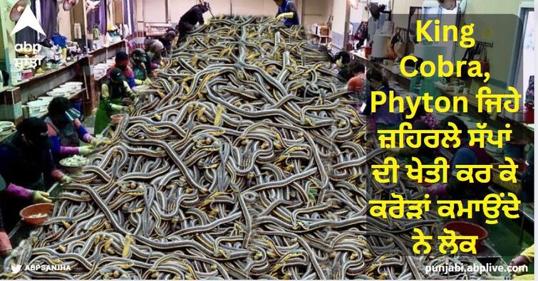 People earn crores by cultivating poisonous snakes like King Cobra, Phyton; Know why snake is followed? King Cobra, Phyton ਜਿਹੇ ਜ਼ਹਿਰਲੇ ਸੱਪਾਂ ਦੀ ਖੇਤੀ ਕਰ ਕੇ ਕਰੋੜਾਂ ਕਮਾਉਂਦੇ ਨੇ ਲੋਕ, ਜਾਣੋ ਕਿਉਂ ਕੀਤਾ ਜਾਂਦੈ ਸੱਪ ਦਾ ਪਾਲਣ?