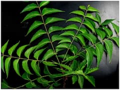 Neem Leaves: వేపాకులతో ఇలా చేస్తే అందంతో పాటు ఎంతో ఆరోగ్యం కూడా