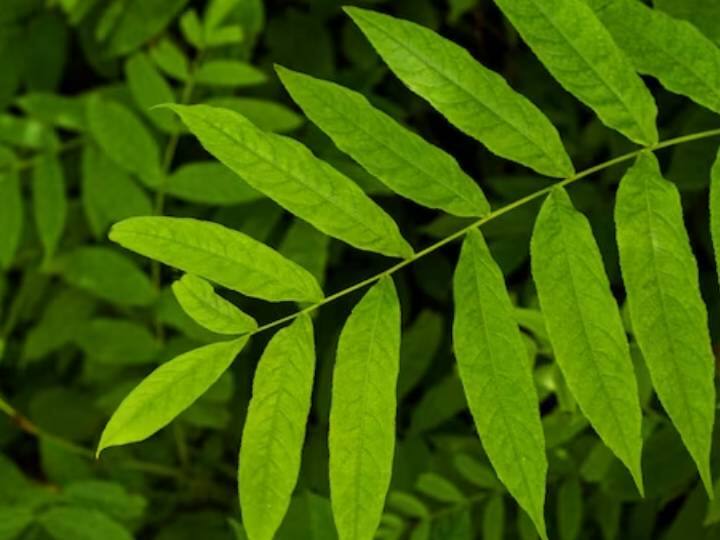 बरसात में स्किन एलर्जी बेहद आम है, इससे छुटकारा पाने के लिए नीम का ऐसे करें इस्तेमाल