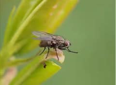 ਮਰੀਆਂ ਹੋਈਆਂ ਮੱਖੀਆਂ ਨੂੰ ਦੇਖ ਕੇ ਕਿਉਂ ਮਰਨ ਲੱਗ ਜਾਂਦੀਆਂ ਨੇ ਹੋਰ ਮੱਖੀਆਂ ? ਜਾਣੋ ਜਵਾਬ