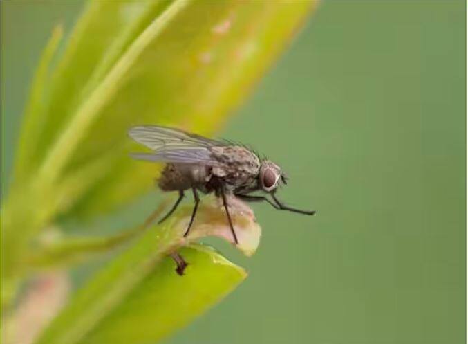 ਭਾਵੇਂ ਤੁਹਾਨੂੰ ਇਹ ਤੱਥ ਸਹੀ ਨਾ ਲੱਗੇ, ਪਰ ਇਹ ਸੱਚ ਹੈ ਕਿ ਜਿਵੇਂ ਹੀ ਮੱਖੀਆਂ ਦੀਆਂ ਕੁਝ ਨਸਲਾਂ ਆਪਣੀਆਂ ਮਰੀਆਂ ਹੋਈਆਂ ਸਾਥੀ ਮੱਖੀਆਂ ਦੇ ਸੰਪਰਕ ਵਿੱਚ ਆਉਂਦੀਆਂ ਹਨ, ਉਹ ਵੀ ਜ਼ਿਆਦਾ ਦੇਰ ਤੱਕ ਜ਼ਿੰਦਾ ਨਹੀਂ ਰਹਿ ਸਕਦੀਆਂ।