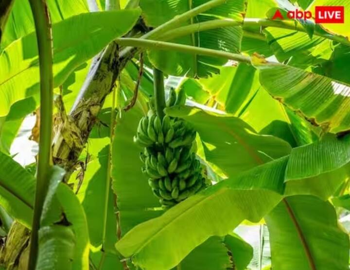 ਕੇਲੇ ਦੇ ਦਰੱਖਤ ਦੀ ਪੂਜਾ: ਅੱਜ ਵੀਰਵਾਰ ਨੂੰ ਕੇਲੇ ਦੇ ਦਰੱਖਤ ਦੀ ਪੂਜਾ ਕਰੋ। ਕੇਲੇ ਦੇ ਦਰੱਖਤ 'ਤੇ ਫੁੱਲ, ਪੀਲਾ ਚੰਦਨ, ਭੋਗ ਆਦਿ ਚੜ੍ਹਾ ਕੇ ਉਸ ਦੀ ਪਰਿਕਰਮਾ ਕਰੋ ਅਤੇ ਘਿਓ ਦਾ ਦੀਵਾ ਜਗਾਓ। ਅਜਿਹਾ ਮੰਨਿਆ ਜਾਂਦਾ ਹੈ ਕਿ ਕੇਲੇ ਦੇ ਦਰੱਖਤ 'ਤੇ ਭਗਵਾਨ ਵਿਸ਼ਨੂੰ ਦਾ ਵਾਸ ਹੁੰਦਾ ਹੈ ਅਤੇ ਵੀਰਵਾਰ ਨੂੰ ਇਸ ਦੀ ਪੂਜਾ ਕਰਨ ਨਾਲ ਭਗਵਾਨ ਦਾ ਆਸ਼ੀਰਵਾਦ ਪ੍ਰਾਪਤ ਹੁੰਦਾ ਹੈ।