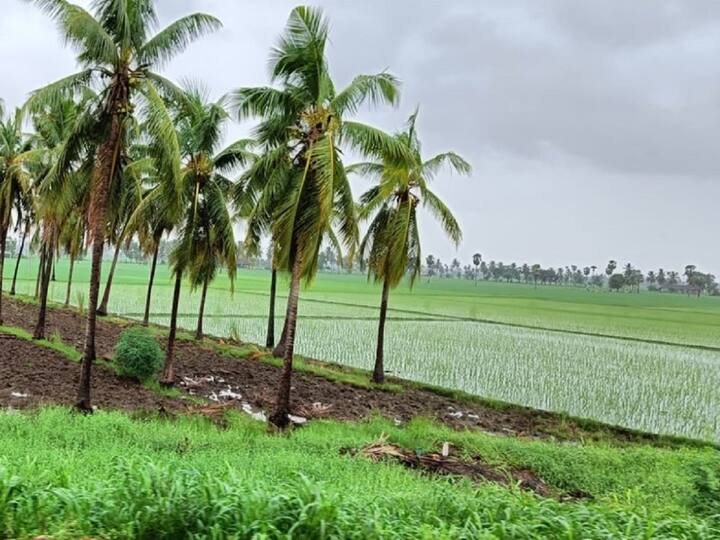 Godavari Rains: ఇటీవల కురిసిన భారీ వర్షాలతో గోదావరి జిల్లా అందాలు మరింత పెరిగిపోయాయి. పచ్చని చీర కట్టినట్లు జిల్లా మొత్తం మెరిసిపోతోంది. ఆ అందాలను మనమూ ఓసారి చూద్దాం రండి.